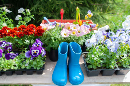 Concept Spring planting on the garden, harmony and beauty. Flowers pansies, marigolds and petunias...