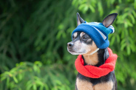 Funny dog in a hat and scarf, clothes for dogs in bad weather. Space for textの写真素材