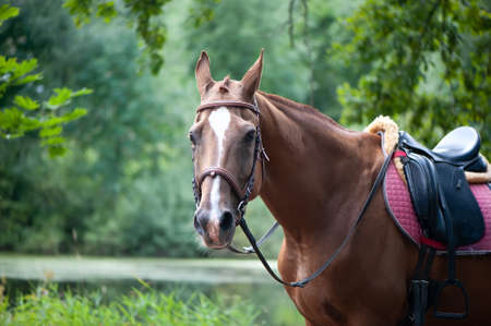 Portrait of a red harnessed horse in a beautiful forest, space for textの写真素材