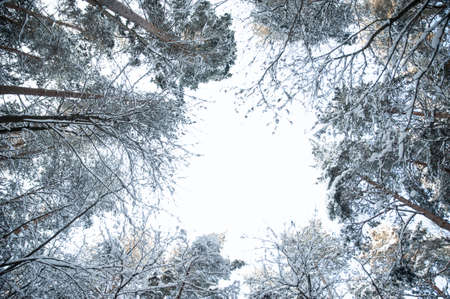 Trees, bushes in the snow in the park. Winter background, the texture of the branches in the snowの写真素材