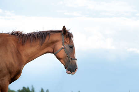 Beautiful, young red horse goes in the field, space for textの写真素材