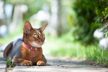 Beautiful Abyssinian cat in a collar, close-up portrait, gracefully lying on a street walkwayの写真素材