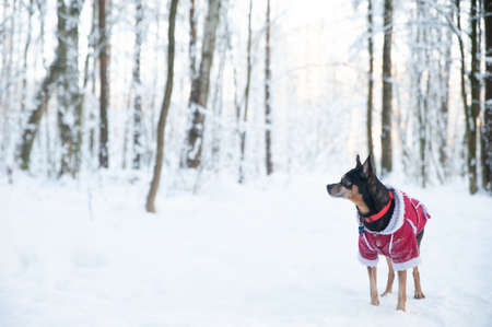 Dog in a sweater, and a sheepskin coat, in a winter forest. Space for textの写真素材