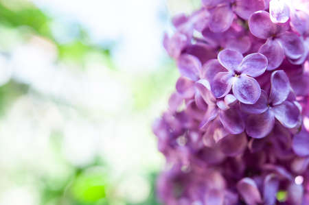 Delicate lilac on green, natural background, space for text, postcardの写真素材