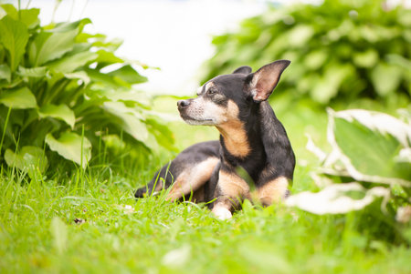 Dog, toy terrier lying in juicy green grass. High quality advertising stock photo. Pets walking in the summerの写真素材