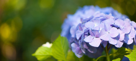 Blue hydrangea macro photo, space for text, banner. Beautiful flowers