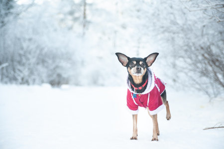 Dog in a sweater, and a sheepskin coat, in a winter forest, looks into the camera. Space for textの写真素材