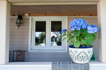Blue hydrangea flower on the terrace, space for textの写真素材