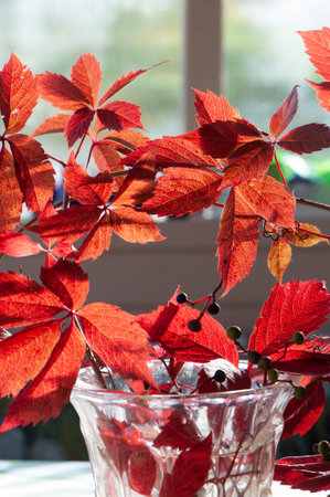 Autumn background, branch with bright, red leaves