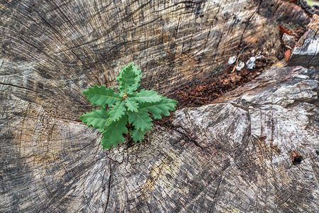 New life springs from an trunk sawn oakの写真素材