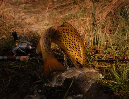 Jumped brown trout near fishing tackle