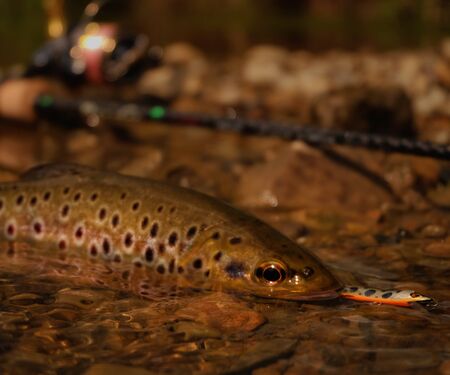 Brown trout