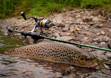 Fishing for troutの写真素材