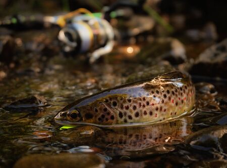 Fishing for wild trout with ultra light tackleの写真素材