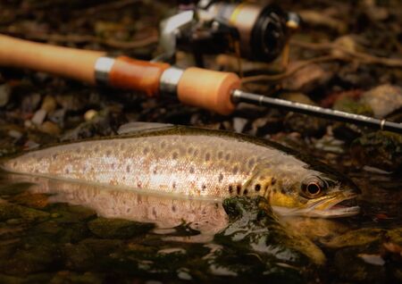 Ultra light fishing for troutの写真素材