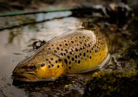 Fishnig for wild trout with luresの写真素材