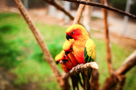 sleeping bird