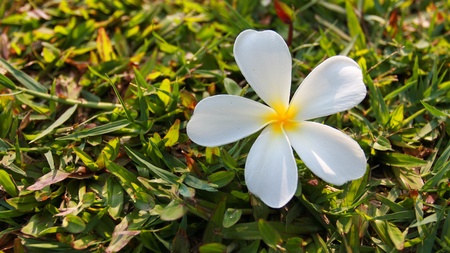 frangipani 