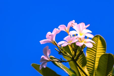 frangipani  in clear skyの写真素材