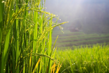 morning riceの写真素材