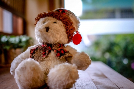 teddy bearの写真素材