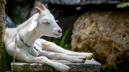 sleep sheepの写真素材