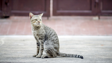 catの写真素材
