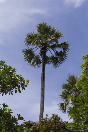 sugar palmの写真素材
