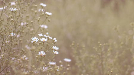 Gypsophilaの写真素材