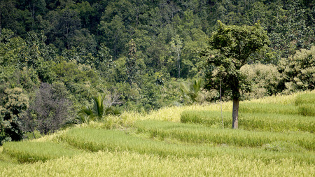 Paddy fieldの写真素材