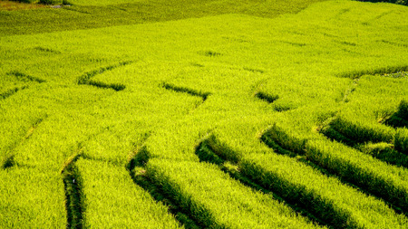 Rice terraceの写真素材