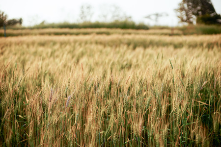 Barley