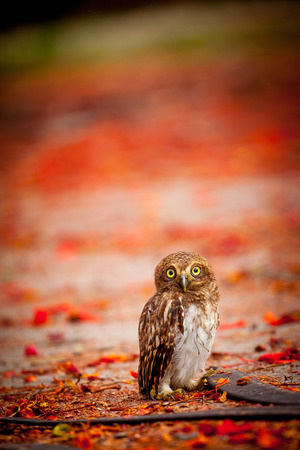 little owlの写真素材