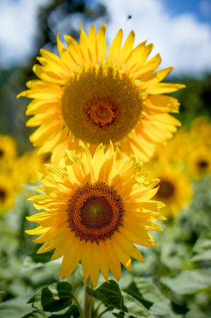 sunflowerの写真素材