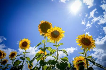 sunflowerの写真素材