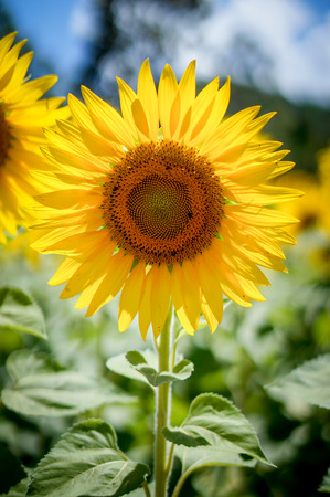 sunflowerの写真素材