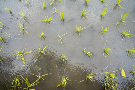 transplant in the paddy fieldの写真素材