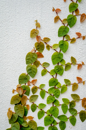 ivy leavesの写真素材