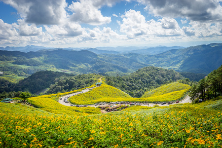sunflower fieldの写真素材