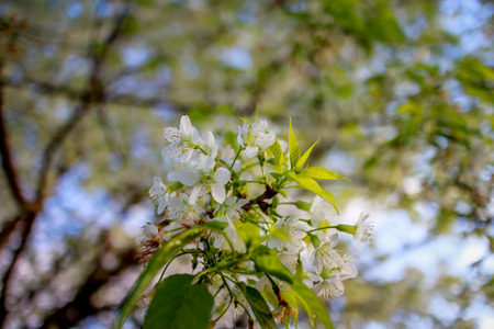 cherry blossomの写真素材