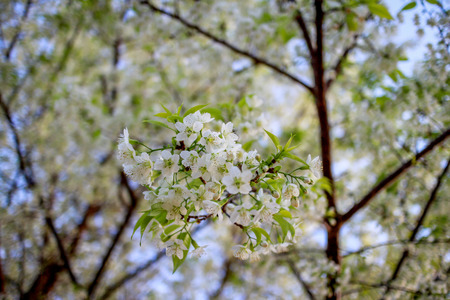 cherry blossom