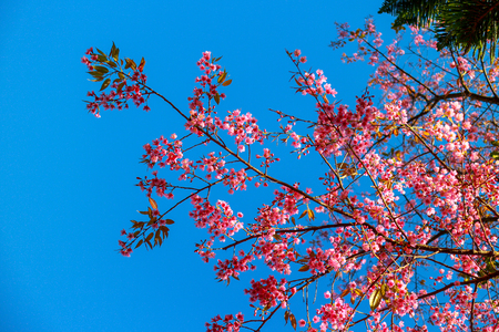 cherry blossomの写真素材