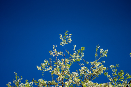Wild Himalayan cherryの写真素材