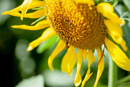 sunflowerの写真素材