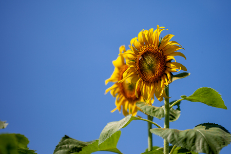 sunflowerの写真素材