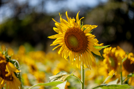 sunflowerの写真素材