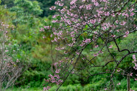 wild himalayan cherryの写真素材