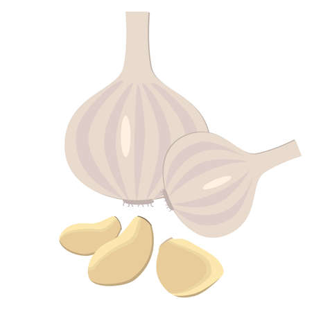 Garlic. Isolated vector image on a white background. Vegetables.のイラスト素材