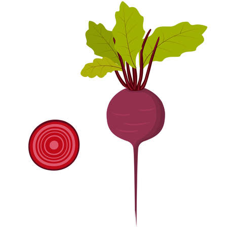 Beet. Isolated vector image on a white background. Vegetables.