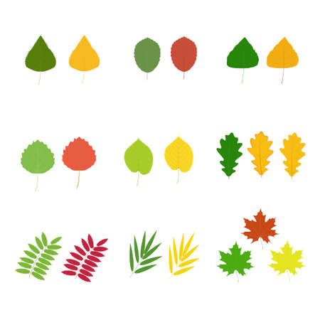 A set of tree leaves. Vector isolated image on a white background. Autumn and green leaves. Clipart.のイラスト素材